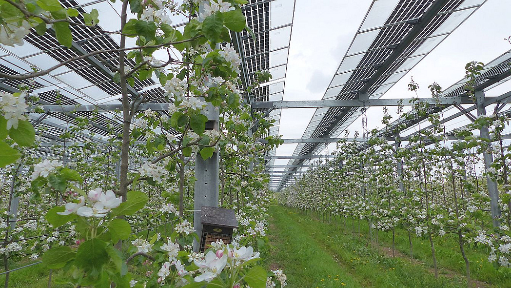 Solarpanele in Reihen über blühenden Pflanzen