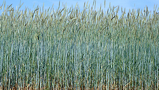 Roggenfeld