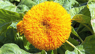 Stark gefüllte Blüte der Sonnenblume Helianthus anuus "Teddy Bear".