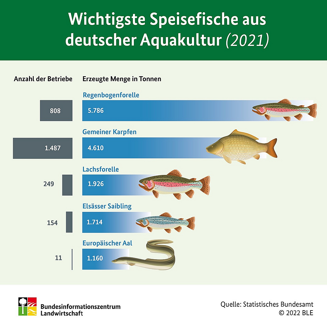 Infografik Speisefische aus deutscher Aquakultur