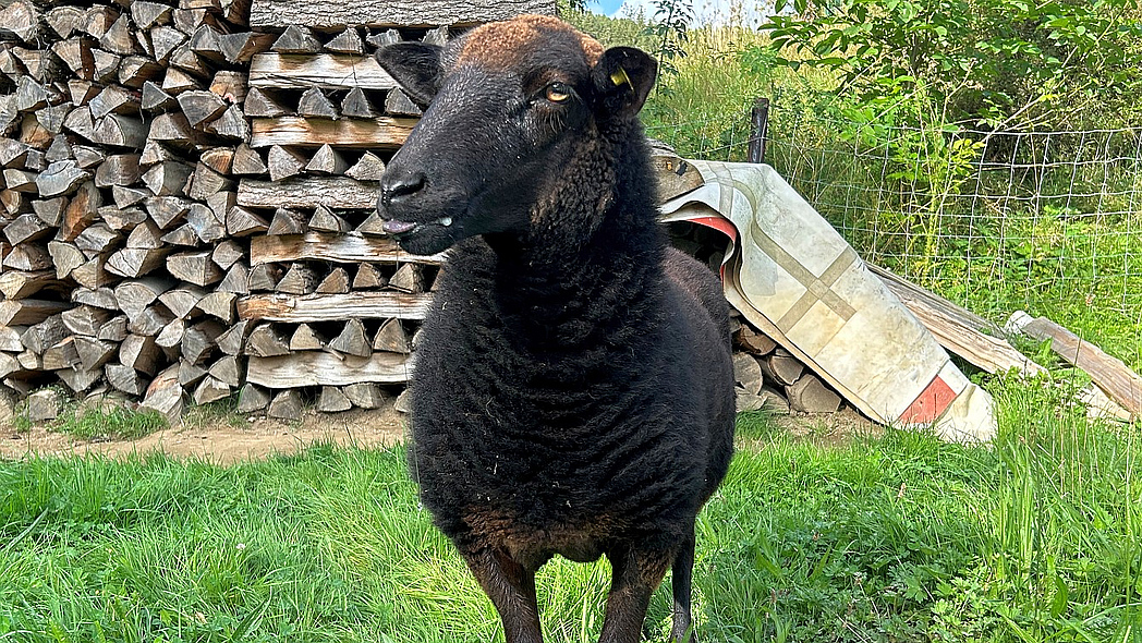 Ein Schaf mit Blauzungenkrankheit steht auf einer Weide, es hat Schaum im Mundwinkel und streckt eine bläulich verfärbte Zunge aus dem Maul.