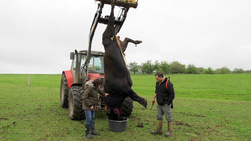 Ein Rind, das am Frontlader eines Traktors aufgehängt ist, wird auf der Weide entblutet. 