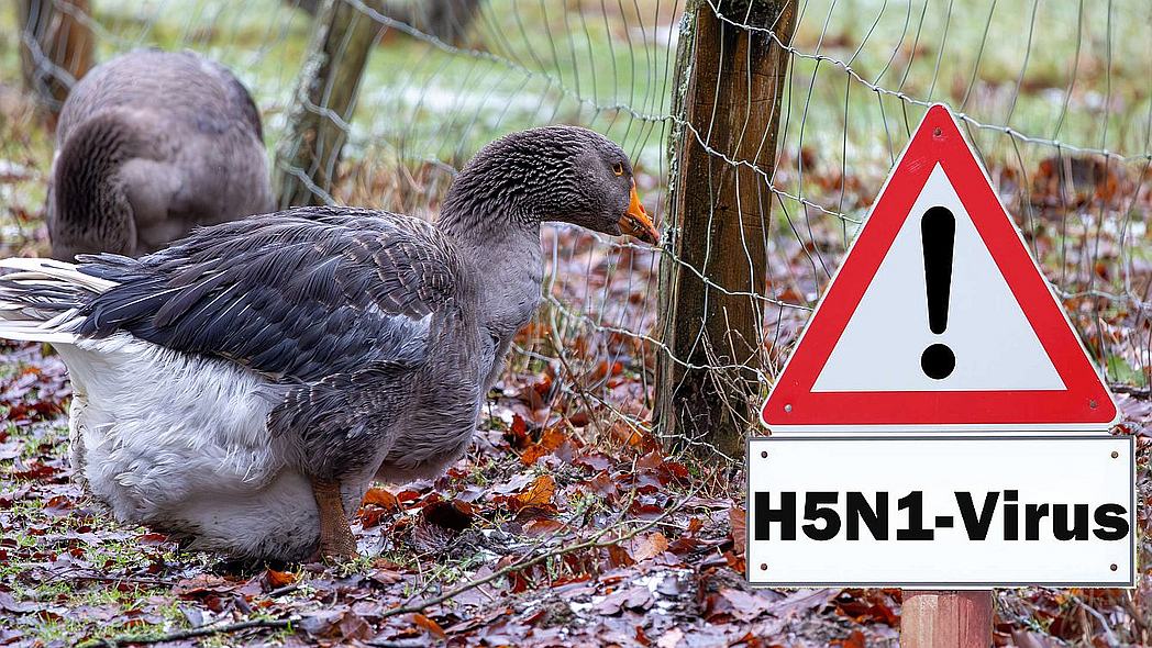 Eine Gans steht in der Nähe eines Zauns, neben ihr steht ein Warnschild mit dem Vogelgrippe-Erreger. 