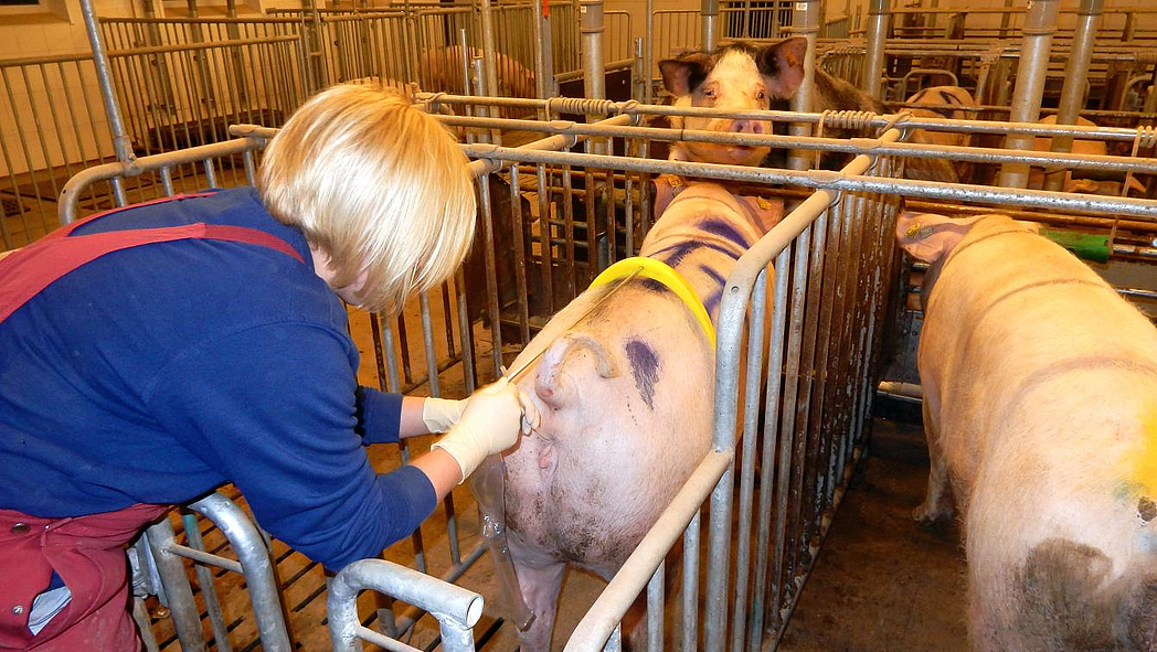 Landwirtin führt eine künstliche Besamung einer Sau durch