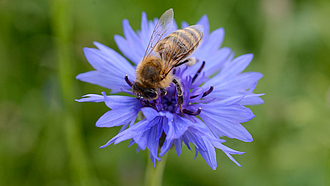 Biene bestäubt Kornblume