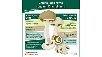 Vorschau Infografik "Zahlen und Fakten rund um Champignons"