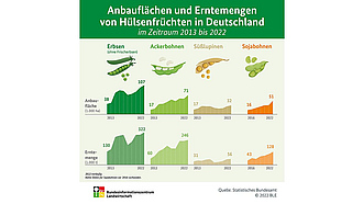 BZL-Infografik: Anbauflächen und Erntemengen von Hülsenfrüchten in Deutschland (Zeitraum 2013 bis 2022)