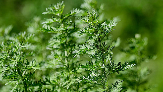 Nahaufnahme von frischen grünen Blättern von Artemisia absinthium (Wermut, großer Wermut, Absinth oder Absinthium), in einem Garten in einem sonnigen Frühlingstag Hintergrund mit weichem Fokus fotografiert