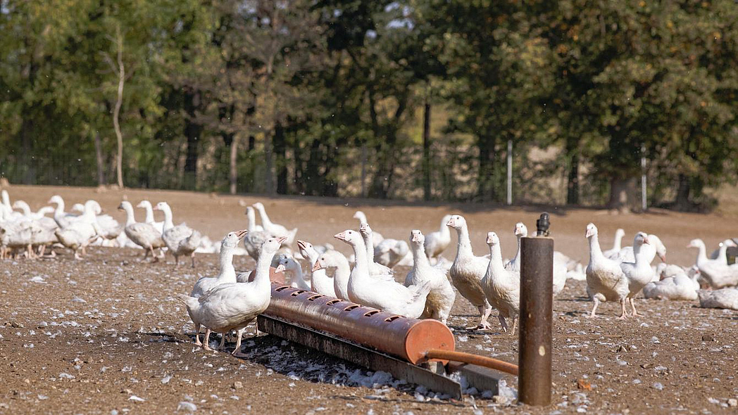 Gänse an der Tränke