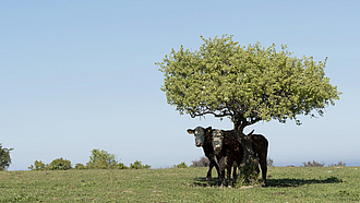 Zwei Rinder stehen unter einem Baum im Schatten. 