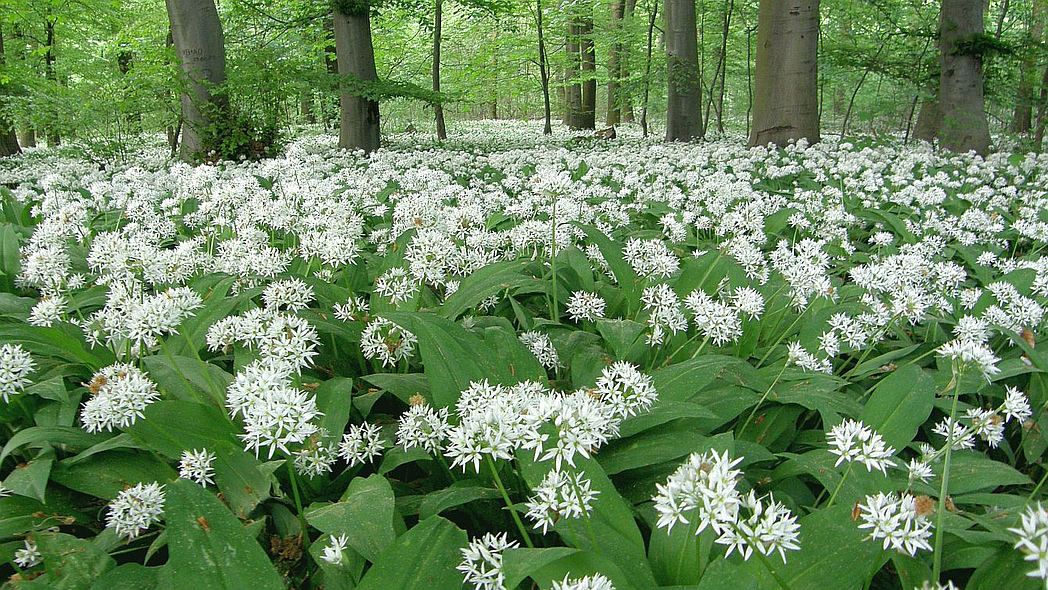 Blühender Bärlauch im Wald.
