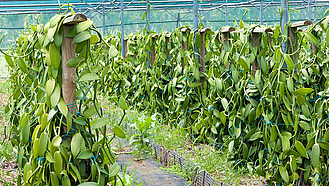 Vanilleplantage mit vielen grünen Vanillepflanzen in Reihe gpflanzt.