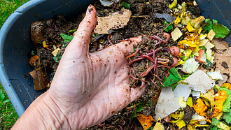 Eine Hand hält Kompostwürmer, dahinter sind Bioabfälle zu sehen.