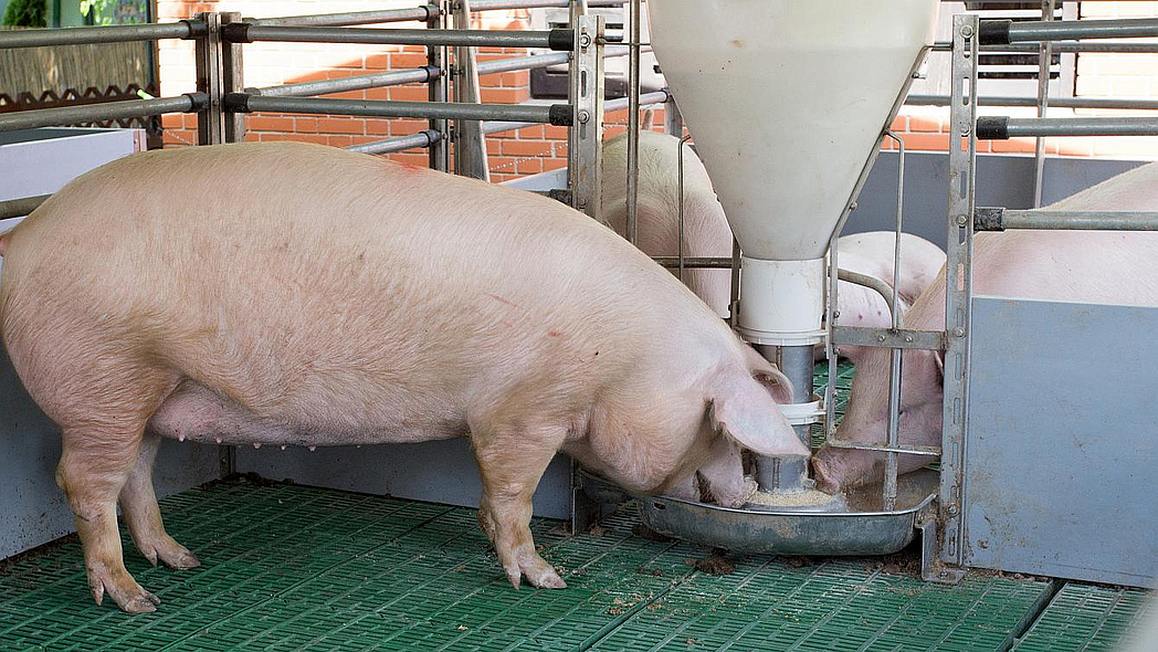 Mastschwein steht fressend an einem Futterautomaten.