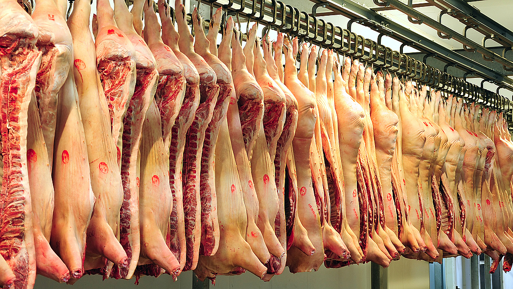 Schweinehälften hängen dicht nebeneinander in einem Kühlhaus.