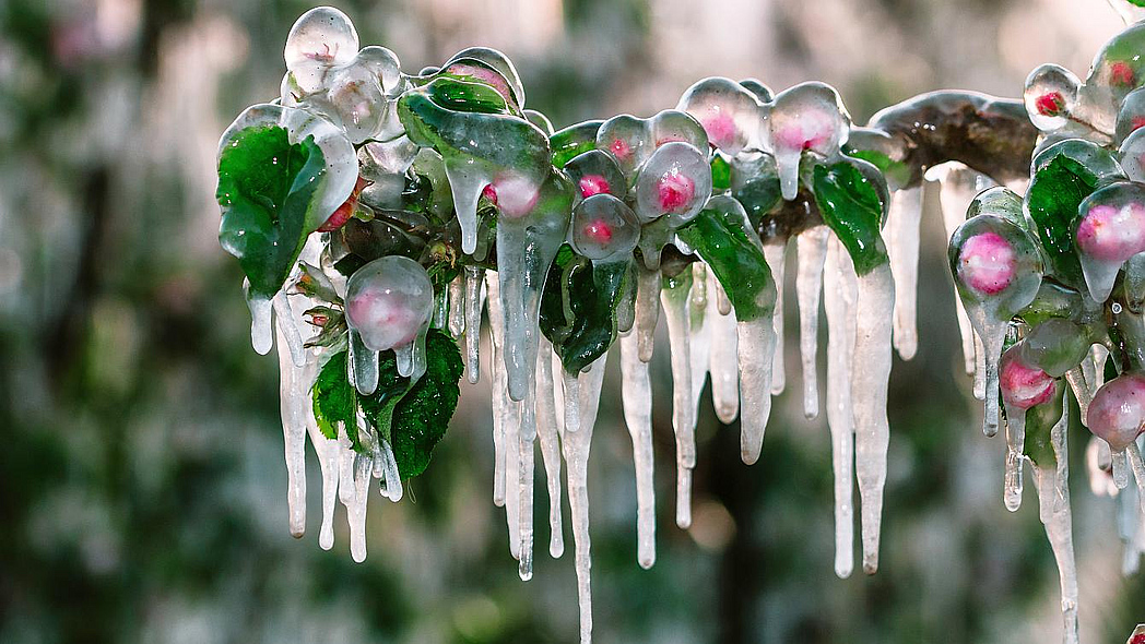 Schützende Eisschicht auf Obstbäumen