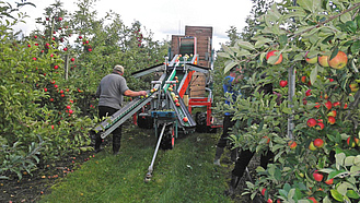 Apfelernte mit Hilfe einer Maschine