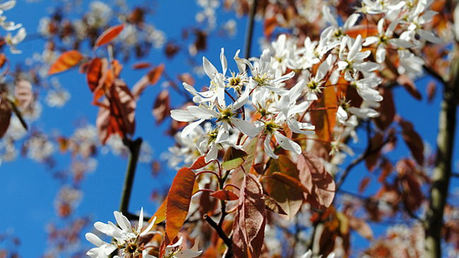 Blühende Kupfer-Felsenbirne (Amelanchier lamarckii)