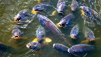 Viele Karpfen bei einer Fütterung in einem Teich