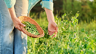 Frau im Garten neben Erbsenpflanzen, mit geernteten Erbsenhülsen in einen Korb.