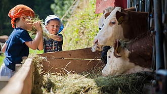 Zwei Kinder füttern Rinder im Stall