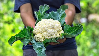 Ein Blumenkohl mit grünen Blättern wird in zwei Händen gehalten