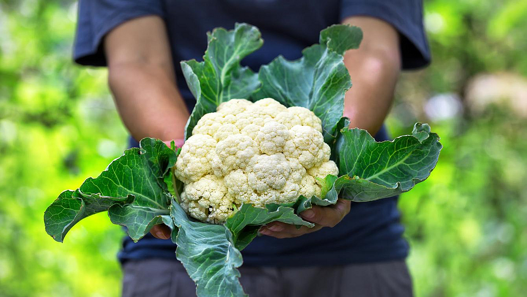 Ein Blumenkohl mit grünen Blättern wird in zwei Händen gehalten