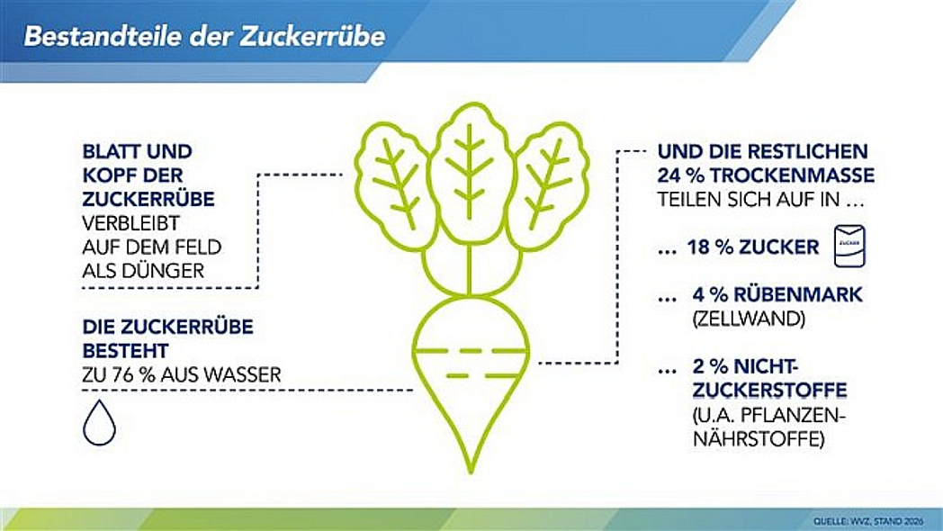 Infografik zu den Bestandteilen der Zuckerrübe