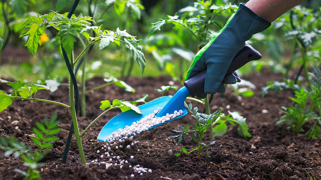 Helle Kugeln eines mineralischen Düngers auf einer kleinen, blauen Schaufel, werden auf den Boden um eine junge Tomatenpflanze gestreut.
