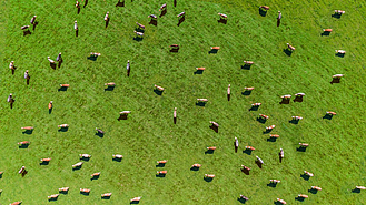 Luftbild einer Weide mit Rindern