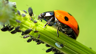 Marienkäfer und Blattläuse